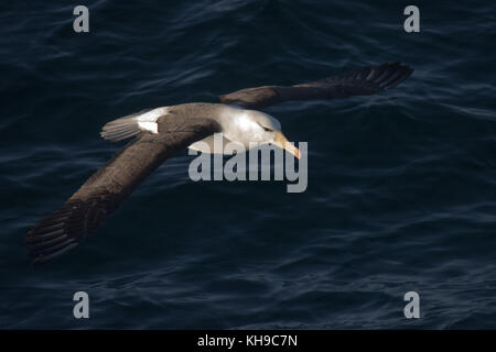 Un black-browed albatross di scorrevolezza della bassa sopra l'acqua nello Stretto di Magellano Foto Stock