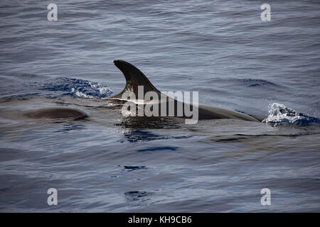 Un pod di false orche feed su Mahi Mahi nell'Oceano Atlantico vicino a Madeira Foto Stock