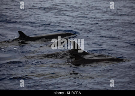 Un pod di false orche feed su Mahi Mahi nell'Oceano Atlantico vicino a Madeira Foto Stock