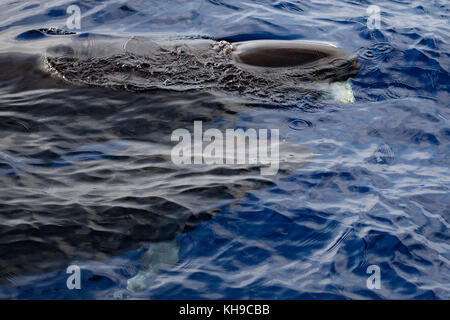 Un pod di false orche feed su Mahi Mahi nell'Oceano Atlantico vicino a Madeira Foto Stock