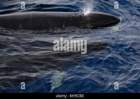 Un pod di false orche feed su Mahi Mahi nell'Oceano Atlantico vicino a Madeira Foto Stock