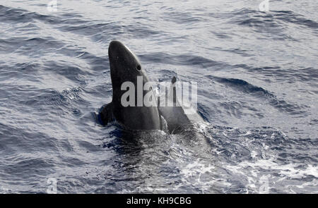 Un pod di false orche feed su Mahi Mahi nell'Oceano Atlantico vicino a Madeira Foto Stock