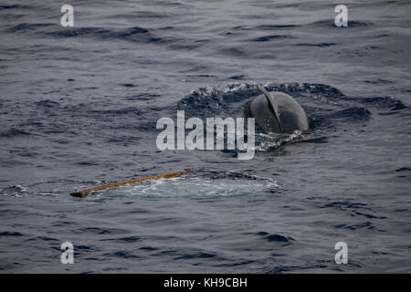 Un pod di false orche feed su Mahi Mahi nell'Oceano Atlantico vicino a Madeira Foto Stock
