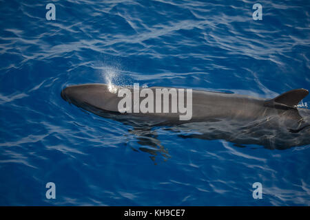 Un pod di false orche feed su Mahi Mahi nell'Oceano Atlantico vicino a Madeira Foto Stock