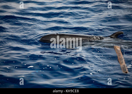 Un pod di false orche feed su Mahi Mahi nell'Oceano Atlantico vicino a Madeira Foto Stock