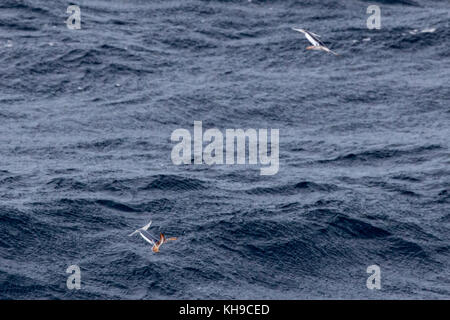 Poco noto totani togliere dall'acqua con propulsione a getto per sfuggire la predazione nel mezzo dell'Oceano Atlantico Foto Stock