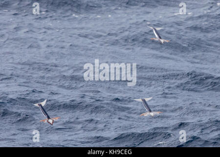 Poco noto totani togliere dall'acqua con propulsione a getto per sfuggire la predazione nel mezzo dell'Oceano Atlantico Foto Stock