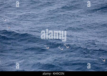 Poco noto totani togliere dall'acqua con propulsione a getto per sfuggire la predazione nel mezzo dell'Oceano Atlantico Foto Stock