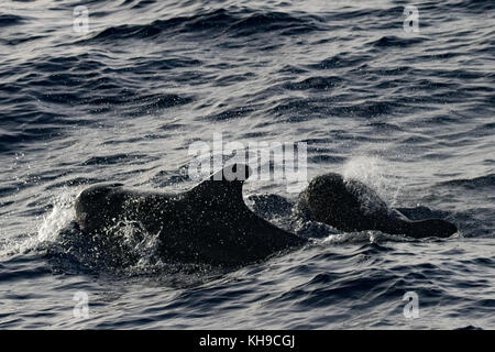 A breve alettato balene pilota al largo delle coste del Brasile Foto Stock