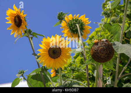 Tre luminoso giallo dei girasoli e un vecchio di girasole che ha perso i suoi petali, crescendo in maniera casuale sull'isola greca di Naxos Foto Stock