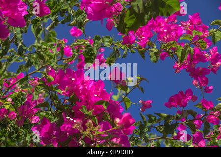 Cluster di porpora brillante buganvillee con stami bianco e luminoso verde lascia il contrasto vivido di azzurro cielo blu sopra. Santorini, Grecia Foto Stock