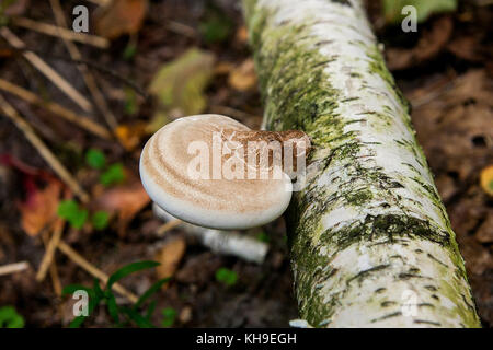 Meraviglie della foresta autunnale, bellissimo paesaggio betulla coperte di muschio e su di esso cresce un sacco di funghi. Foto Stock