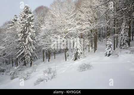 Rami di alberi di faggio (Fagus sylvatica) e abeti rossi carichi di neve fresca dopo la caduta di neve in inverno Foto Stock