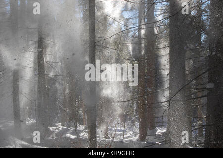 La caduta della neve da rami di abete rosso nella foresta di conifere soffiata via dal soffio di vento in inverno Foto Stock