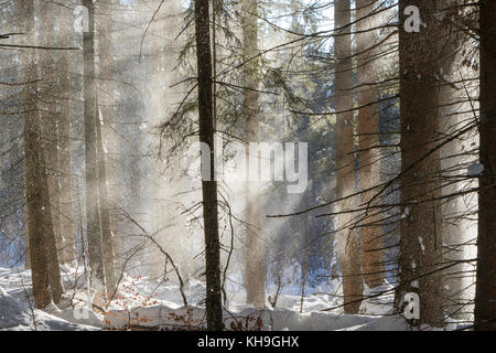 La caduta della neve da rami di abete rosso nella foresta di conifere soffiata via dal soffio di vento in inverno Foto Stock
