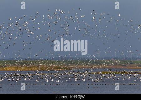 Shelduck comune (Tadorna tadorna) gregge in volo sopra il lago Foto Stock