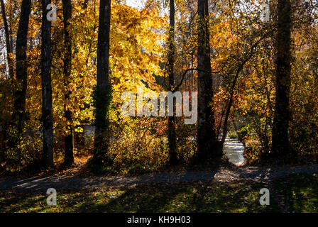 Un cavalletto di aspen alberi un fiume in dietro, un sentiero escursionistico di fronte il fogliame glow in colori brillanti nel sole pomeridiano da dietro, Foto Stock