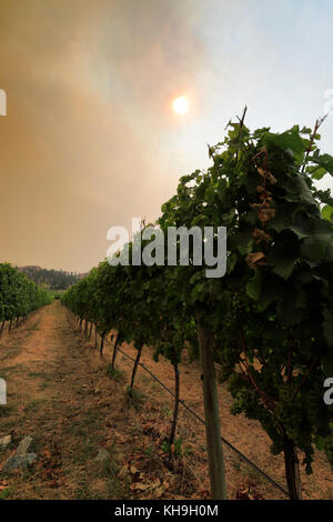 Wild incendio fumo sopra il Cedar Creek Winery, West Kelowna, Okanagan Valley, British Columbia, Canada Foto Stock