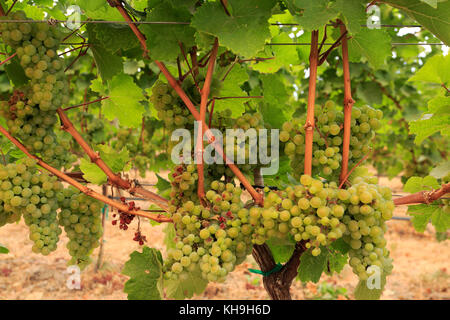 Il Cedar Creek Winery, West Kelowna, Okanagan Valley, British Columbia, Canada Foto Stock