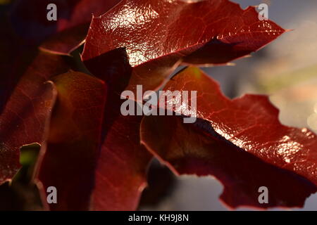 Holly crescente nella foresta in autunno Foto Stock