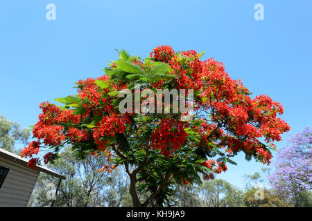 Royal Poinciana (Delonix regia), Fabaceae, Caesalpinioideae, Queensland, QLD, Australia Foto Stock