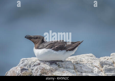 Razorbill, Alca torda, seduto su di una roccia e con un cielo blu sullo sfondo Foto Stock