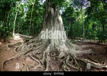 Radici quadrate di Giant Strangler Fig Tree, Ficus sp., Isola Christmas, Australia Foto Stock