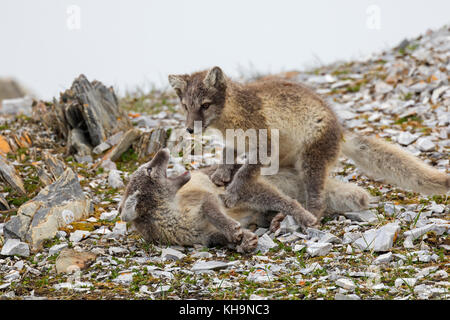 Due giovani volpi artiche / bianco fox / polar fox / neve volpe (vulpes vulpes lagopus / Alopex lagopus) giocando nel terreno roccioso sulla tundra in estate Foto Stock