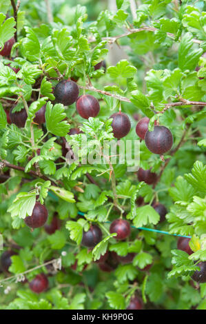 Estremamente mature succosa succulenti ribes rosso goosegogs Hinno Red frutti dimenticati di Gran pronto per il raccolto e mangiare aka Hinnomaki Red Foto Stock