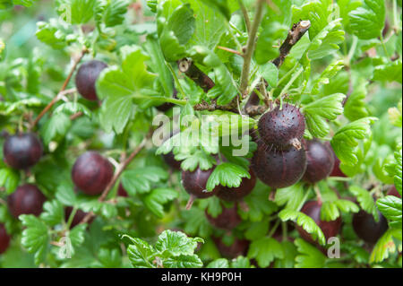 Estremamente mature succosa succulenti ribes rosso goosegogs Hinno Red frutti dimenticati di Gran pronto per il raccolto e mangiare aka Hinnomaki Red Foto Stock