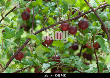 Estremamente mature succosa succulenti ribes rosso goosegogs Hinno Red frutti dimenticati di Gran pronto per il raccolto e mangiare aka Hinnomaki Red Foto Stock