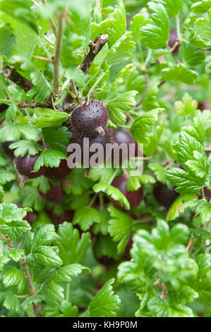 Estremamente mature succosa succulenti ribes rosso goosegogs Hinno Red frutti dimenticati di Gran pronto per il raccolto e mangiare aka Hinnomaki Red Foto Stock