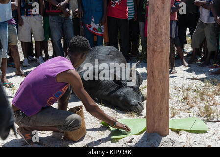 Un giovane uomo fa offrendo nella parte anteriore di un sacrificio zebù a un sacrificio di zebù cerimonia, lago ampitabe, toamasina, Madagascar, Africa Foto Stock