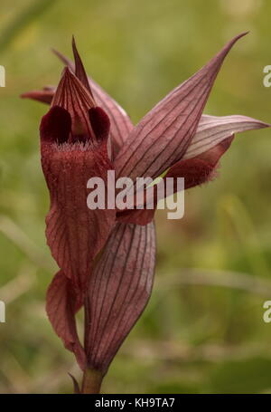 Lingua orientale Orchid, Serapias orientalis, in fiore, Mani penisola del Peloponneso, Grecia. Foto Stock