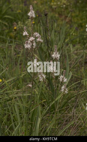 Ramificata, asfodelo Asphodelus ramosus, in fiore in primavera; Peloponneso, Grecia. Foto Stock