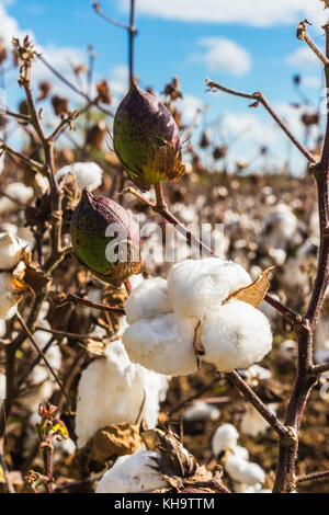 Campo di cotone close up di lanugine su open bolls al tempo del raccolto Foto Stock