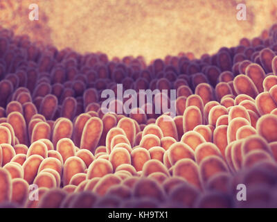 Fodera intestinale e villi , salute intestinale Foto Stock
