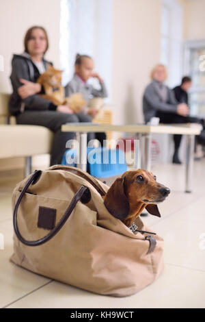 Le persone con i loro animali domestici sono in attesa di un esame medico presso la clinica veterinaria. Salute animale Foto Stock