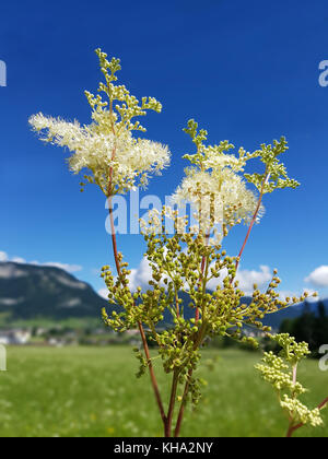 Maedesuess, Filipendula ulmaria, Foto Stock