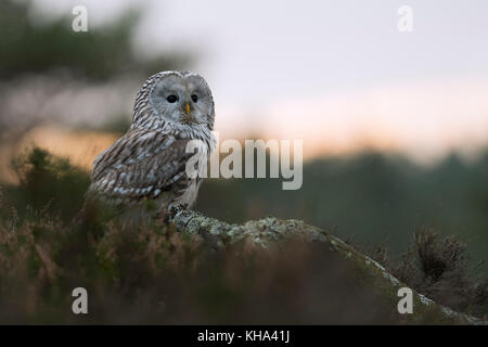 Ural owlz ( strix uralensis ) seduto su un albero caduto su una radura circondata da boreale di sottobosco e di boschi, sulla cima di una collina, l'Europa. Foto Stock