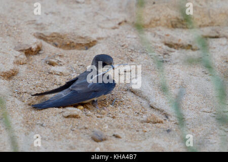 Sand Martin / Bank Swallow (Riparia riparia) appena arrivato in territorio di allevamento, raccolta, trasportando materiale nidificazione nel suo becco, fauna selvatica, Europa. Foto Stock