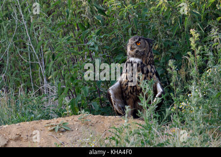 Gufo reale / europaeischer uhu ( Bubo bubo ), adulto, sorge sulla sommità di una piccola collina, sweatenig, aprendo le sue ali, tipica posa, fauna selvatica, EUR Foto Stock