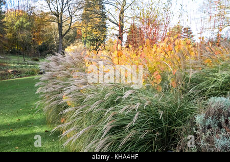 Erba ornamentale Miscanthus sinensis, poco gattino, e arbusti Cornus sanguinea, Midwinter Fire, nel fogliame di autunno, nello Yorkshire, Regno Unito Foto Stock