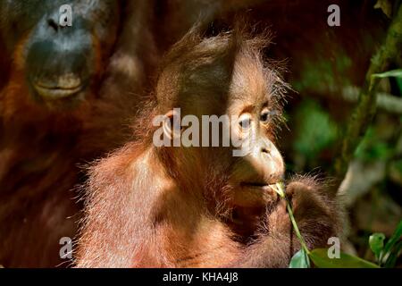Cub di central bornean orangutan ( pongo pygmaeus wurmbii ) in habitat naturali. natura selvaggia nella foresta pluviale del Borneo. Indonesia