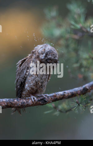 Eurasian assiolo / zwergohreule ( Otus scops ), appollaiato su un ramo di un albero di pino, agitando l'acqua fuori del suo piumaggio, scuotendo la testa, divertenti piccole Foto Stock