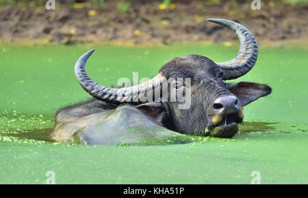 Il ristoro di bufalo d'acqua. maschio di bufalo indiano di acqua di balneazione in stagno in Sri lanka. sri lanka wild water buffalo (Bubalus arnee migona), Foto Stock