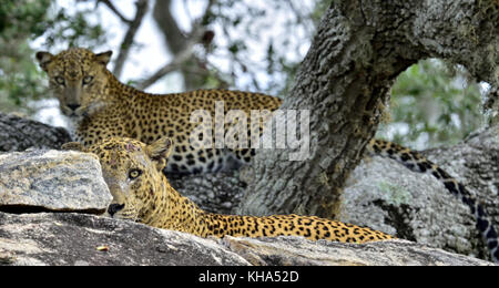 Leopardi su una pietra. il leopardo dello Sri Lanka panthera pardus kotiya maschio e femmina Foto Stock