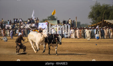 Pakistan rurale, l'emozione e il pageantry toro corsa. Uomini precariamente di bilanciamento su una slitta di legno di gara una coppia di tori. Foto Stock