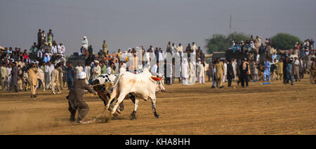 Pakistan rurale, l'emozione e il pageantry toro corsa. Uomini precariamente di bilanciamento su una slitta di legno di gara una coppia di tori. Foto Stock