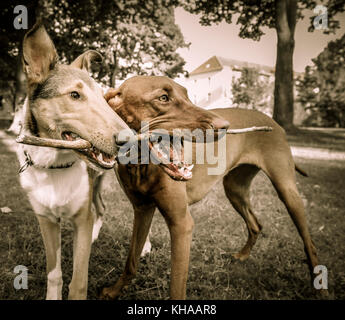 Due cani giocando con bastone, Brandeburgo, Germania Foto Stock